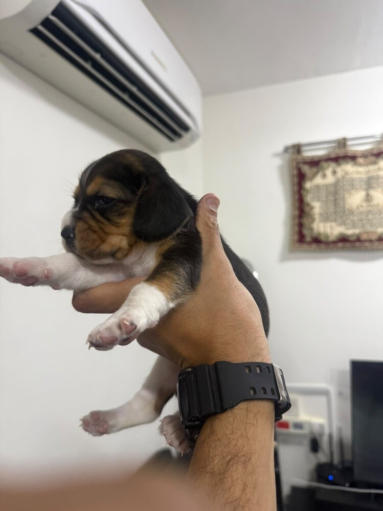 Beagle Puppies - 10