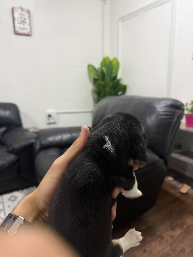 Beagle Puppies - 13
