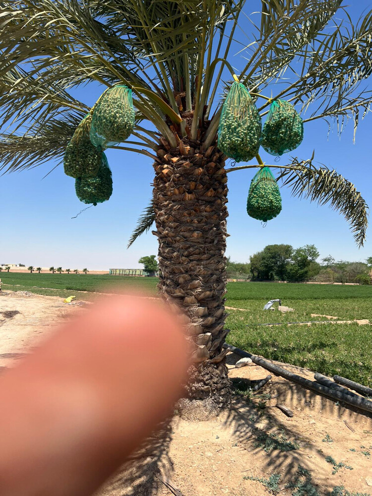 نخل للبيع - 3