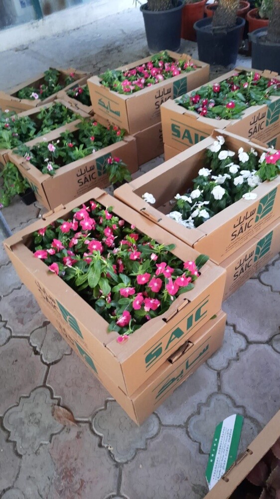 زراعه الورود - 4