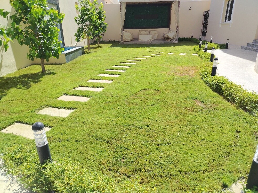 زراعه العشب الاخضر - 1