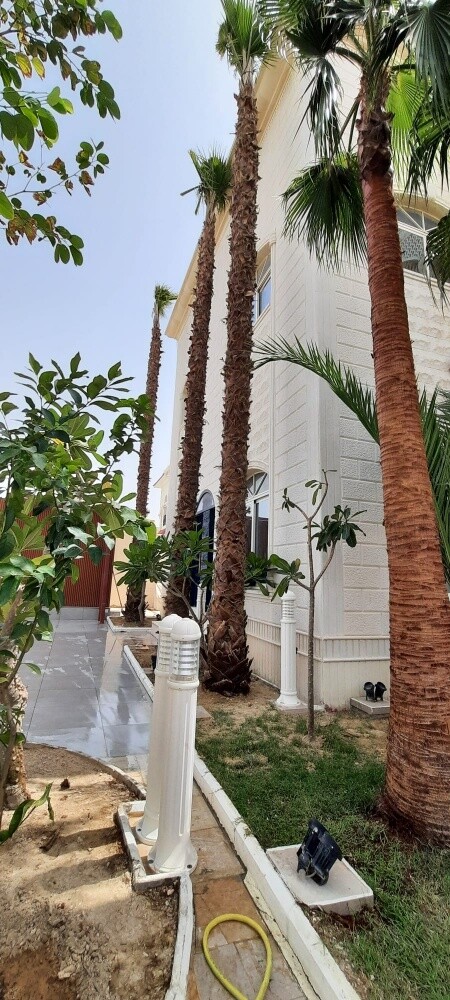 زراعه النخل - 3