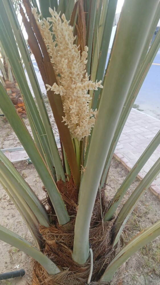 زراعه النخل - 4