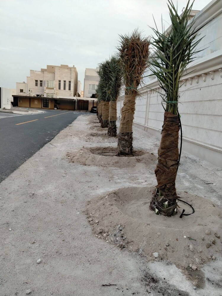 نقل النخيل - 2