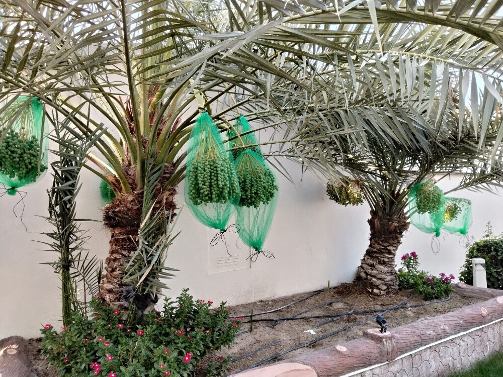 نقل النخيل - 3