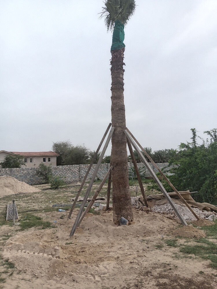 نقل الأشجار والنخيل تقطيع الاشجار - 3