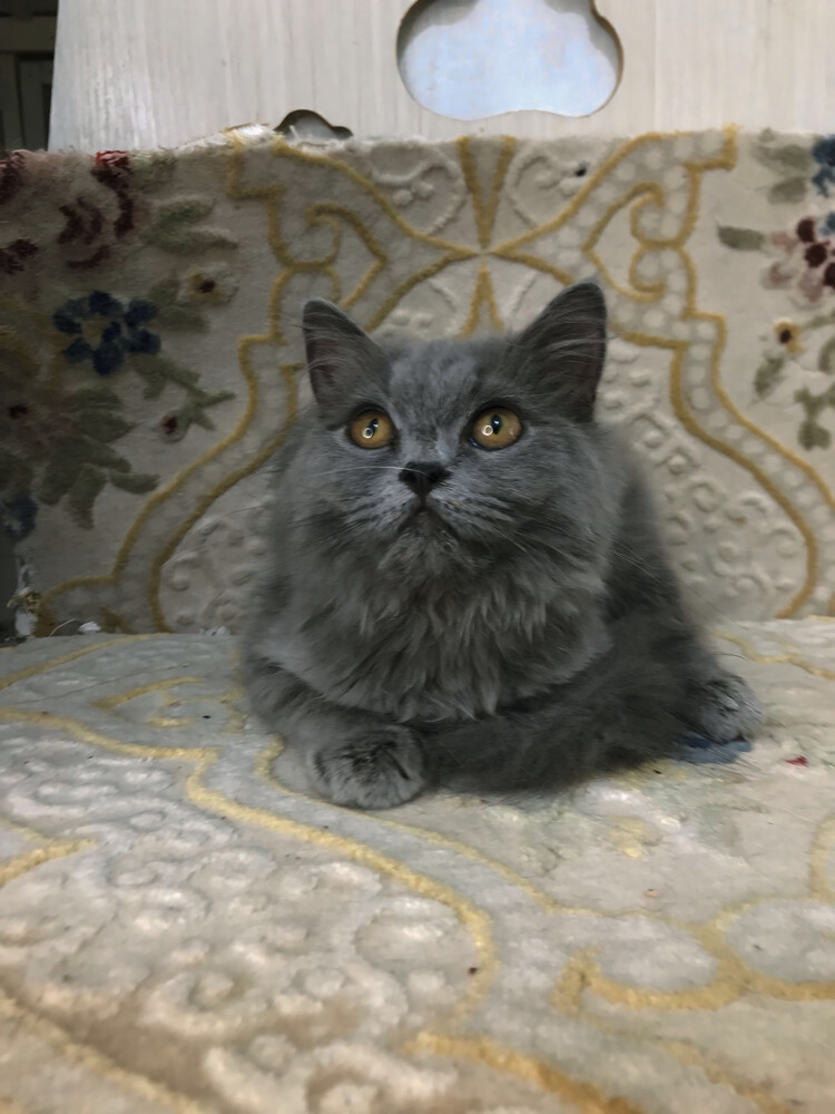 British longhair  - 3