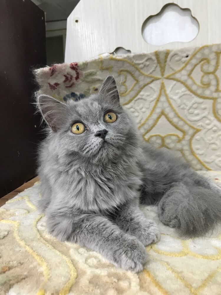 British longhair  - 4