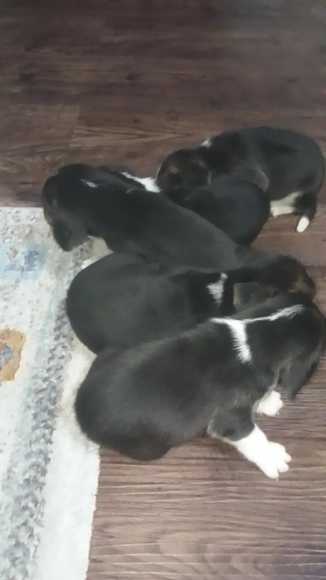 Beagle Dogs - 22