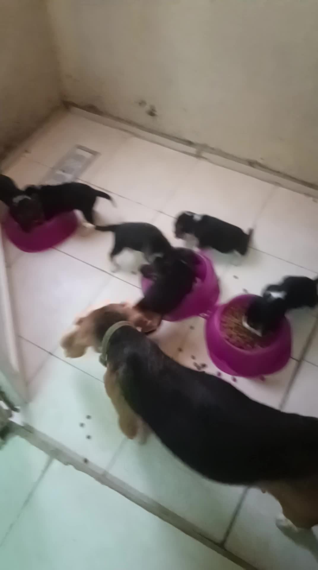 Original Beagle Puppies - 29