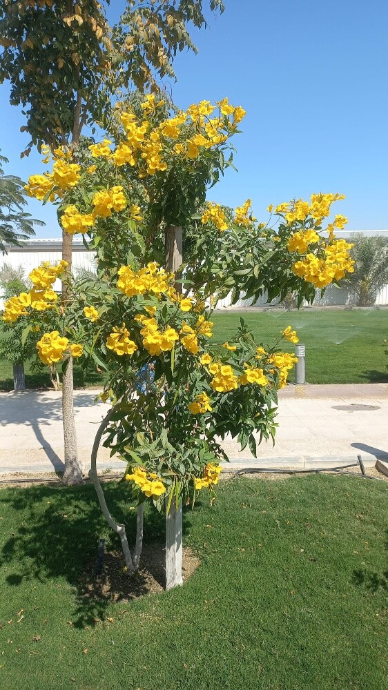 تقليم وترتيب الاشجار والنخيل - 21