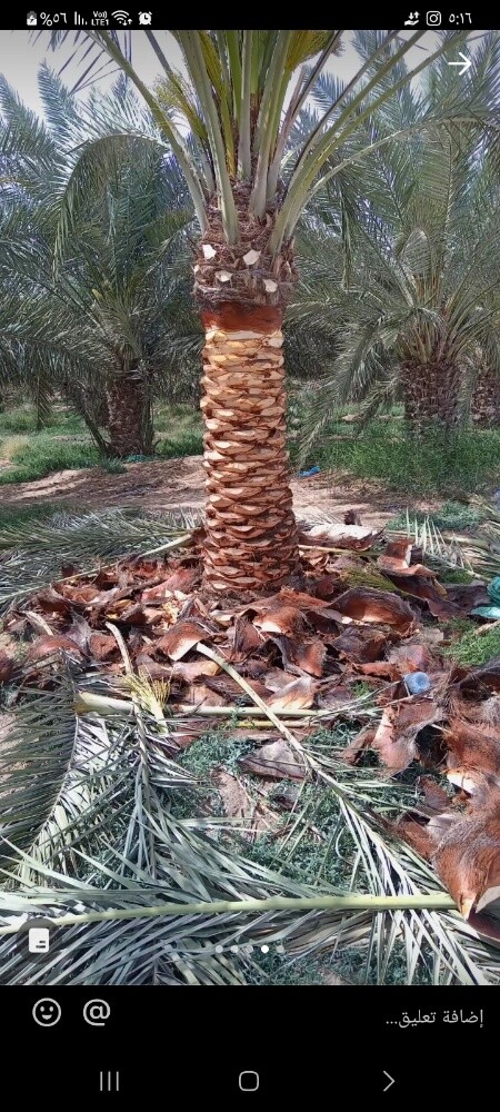 تقليم وترتيب الاشجار والنخيل - 26