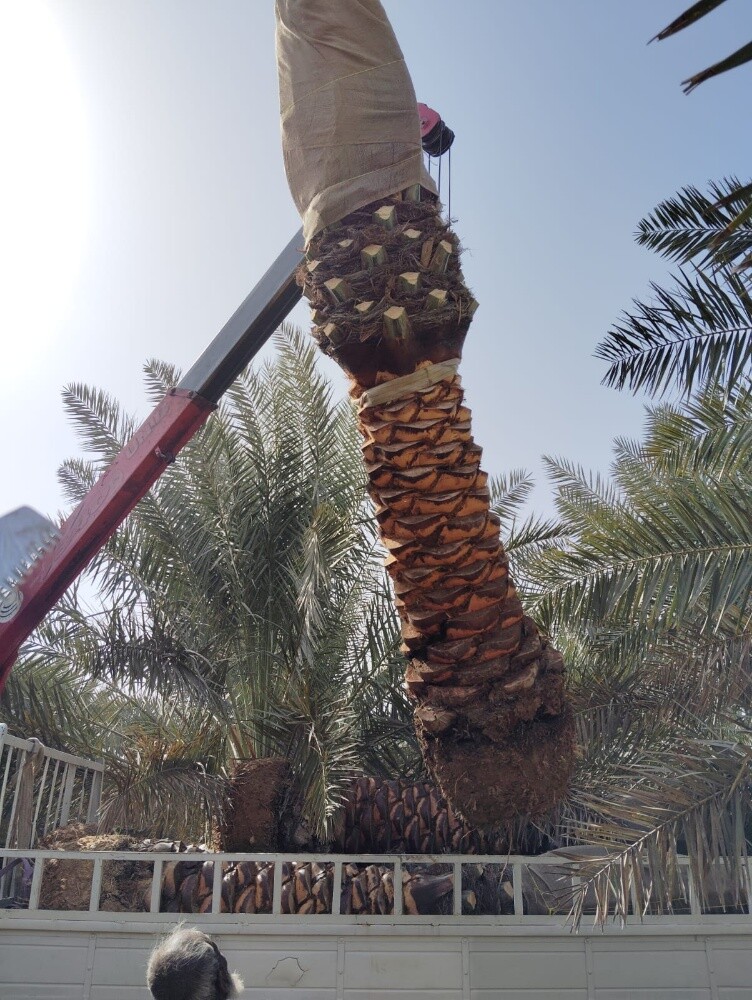 تقليم وترتيب الاشجار والنخيل - 10