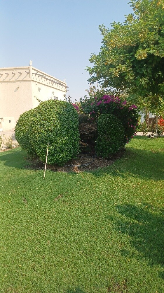 تقليم وترتيب الاشجار والنخيل - 6