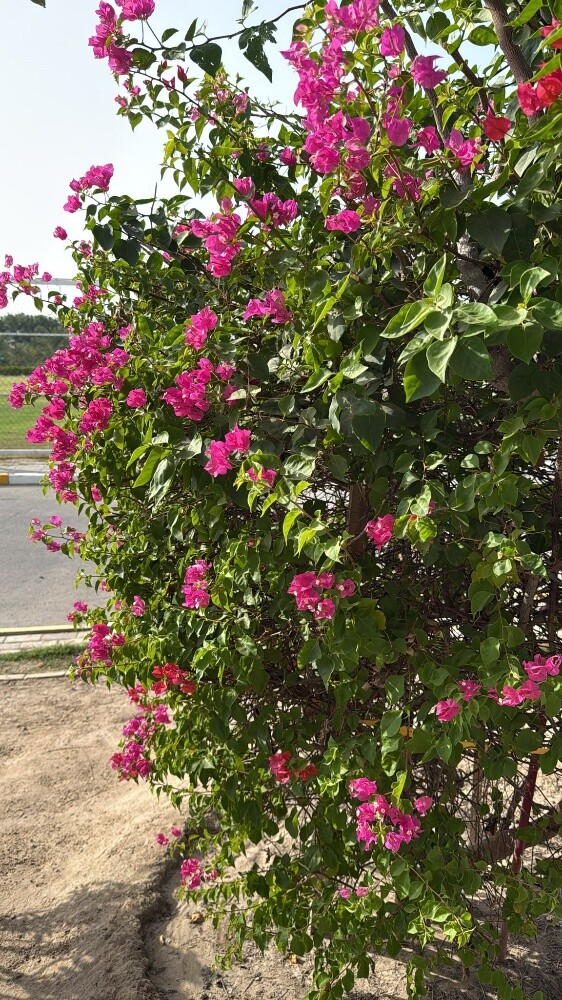 الجوهنميه - 2