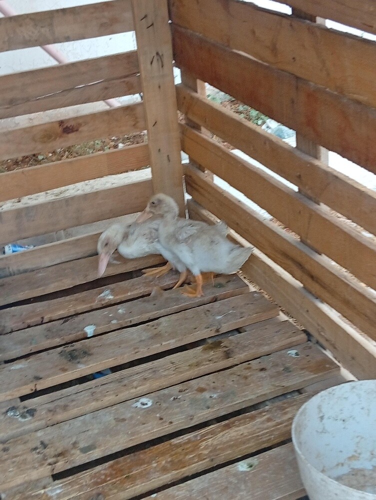 duck - 1