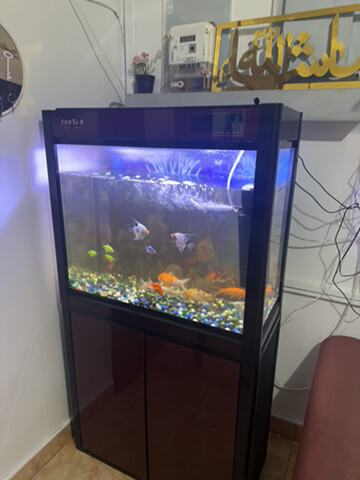 AQUARIUM WITHOUT FISH - 3