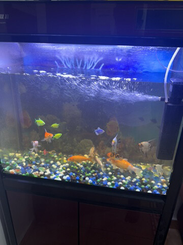 AQUARIUM WITHOUT FISH - 1