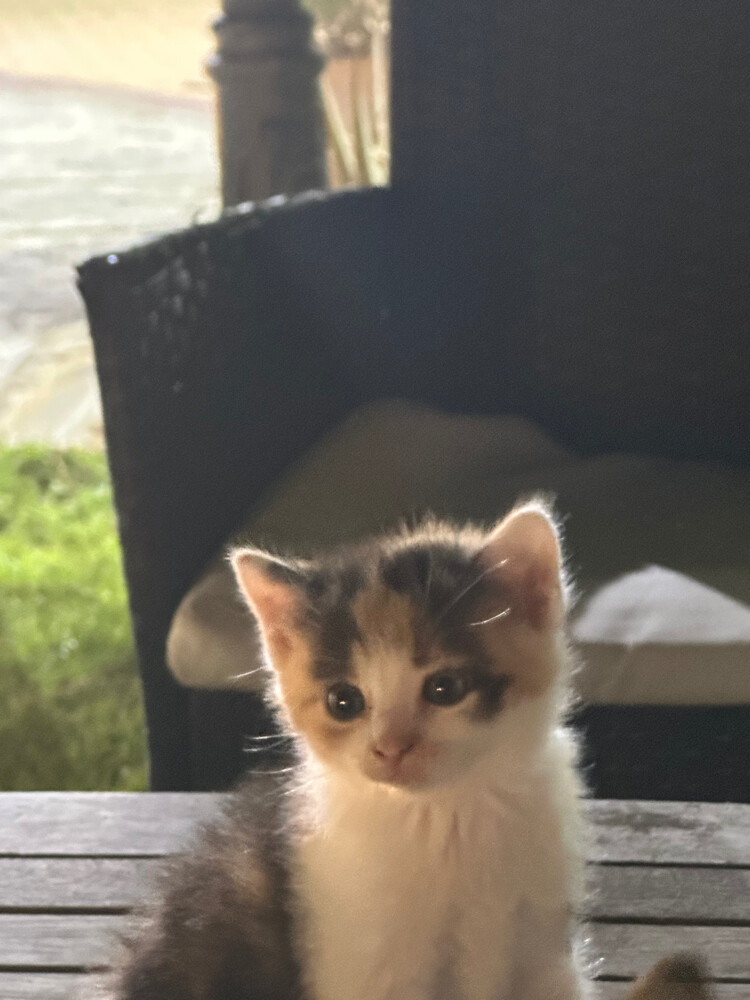 laila  - 2