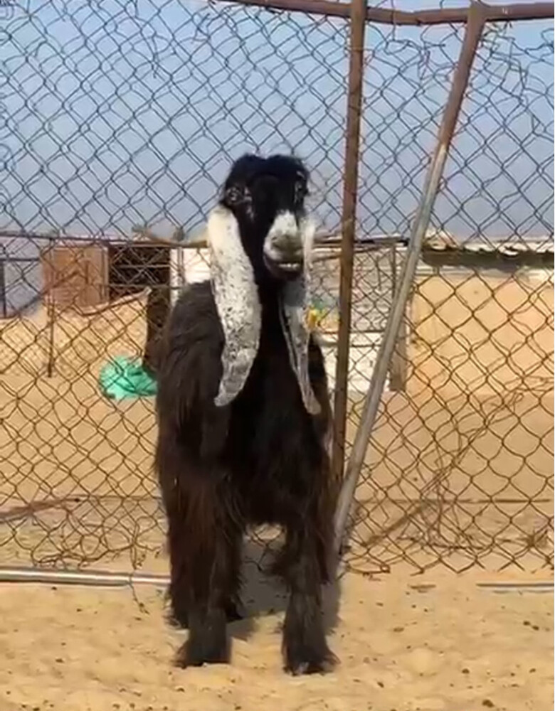عارضيه طيبه - 1