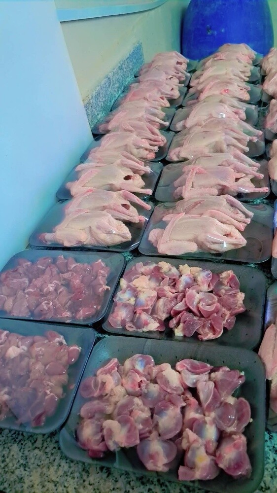 فروخ حمام لاحم زاجل سمين - 3