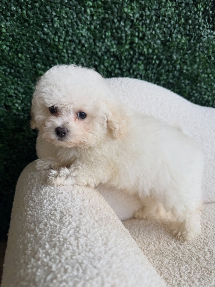 Toy Poodle Puppies for Sale - 2