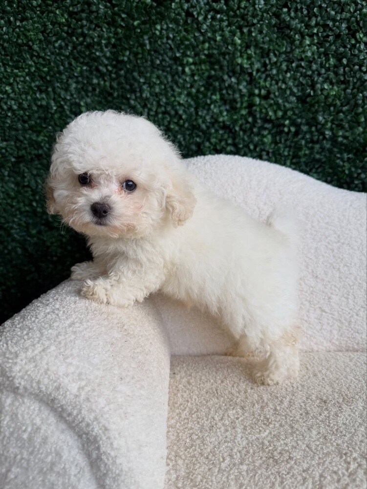 Toy Poodle Puppies for Sale - 3