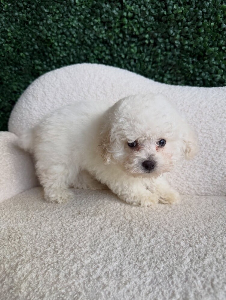Toy Poodle Puppies for Sale - 4