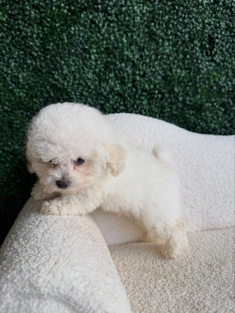 Toy Poodle Puppies for Sale - 1