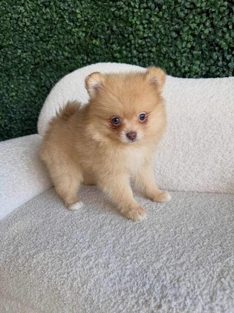 Pomeranian - 3