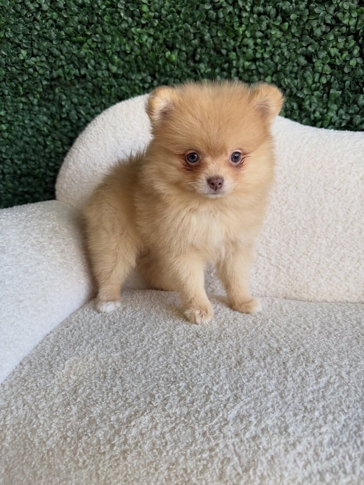 Pomeranian - 1