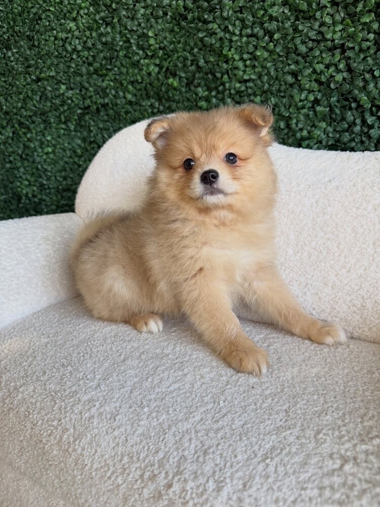 Pomeranian - 4