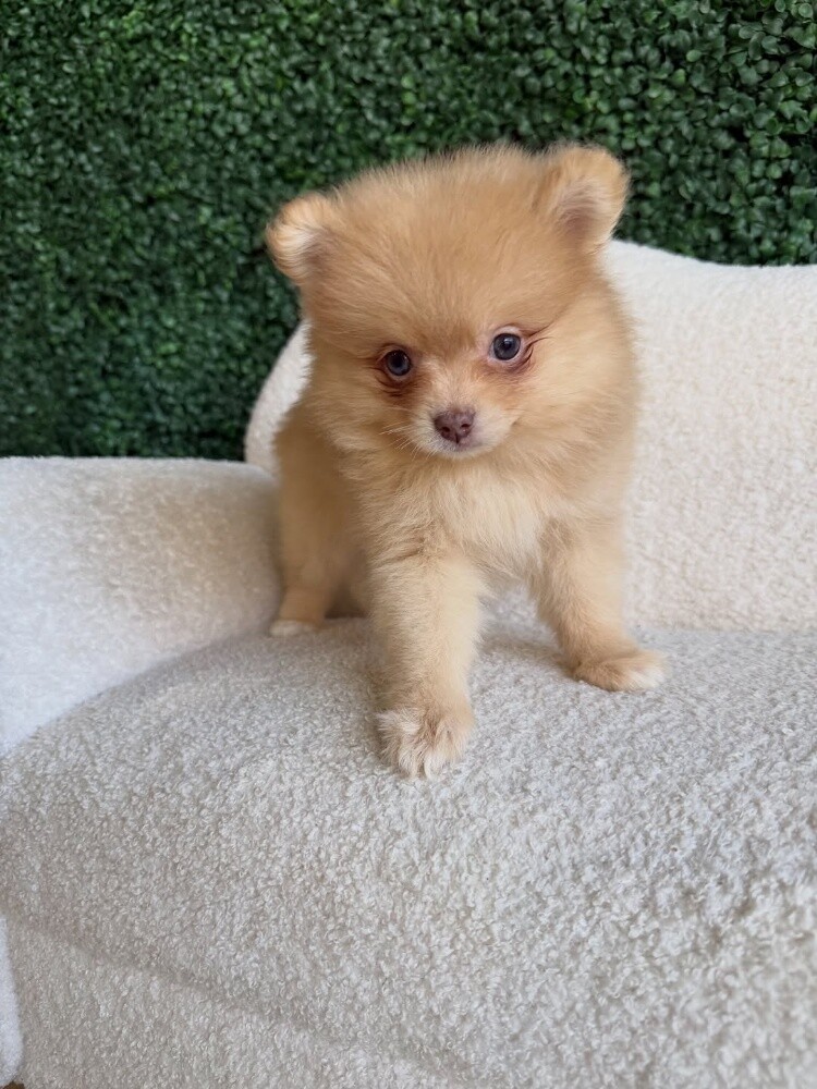 Pomeranian - 2