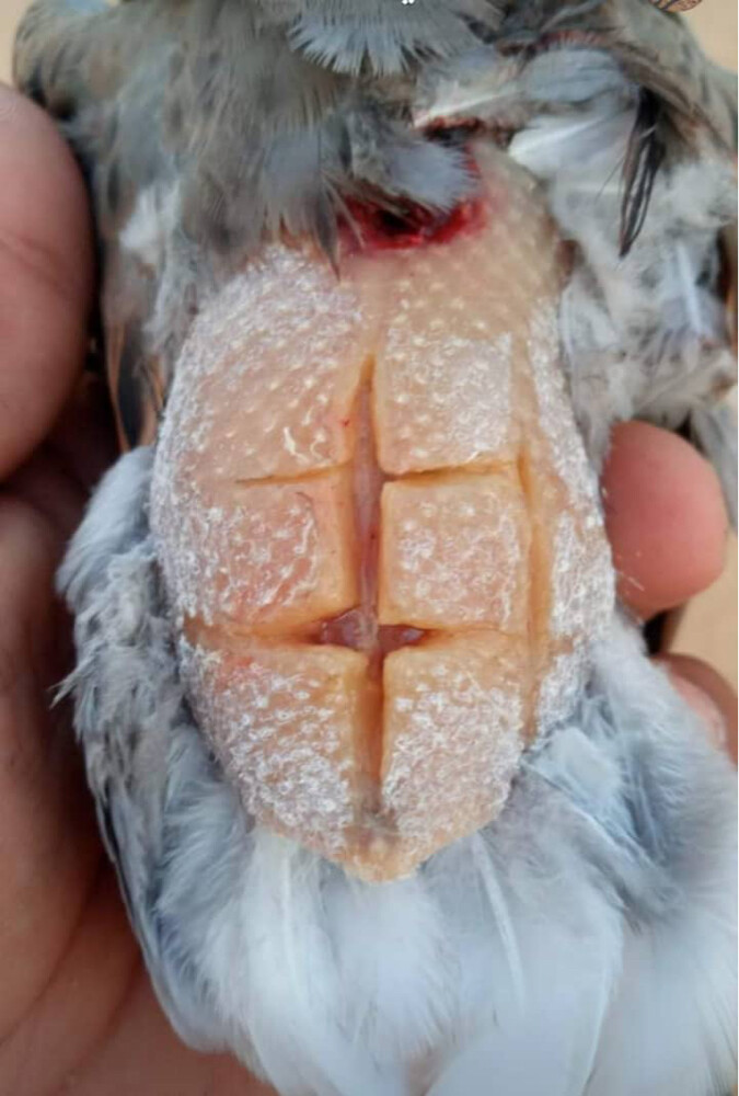 حمام لفو فرش فل شحم - 2