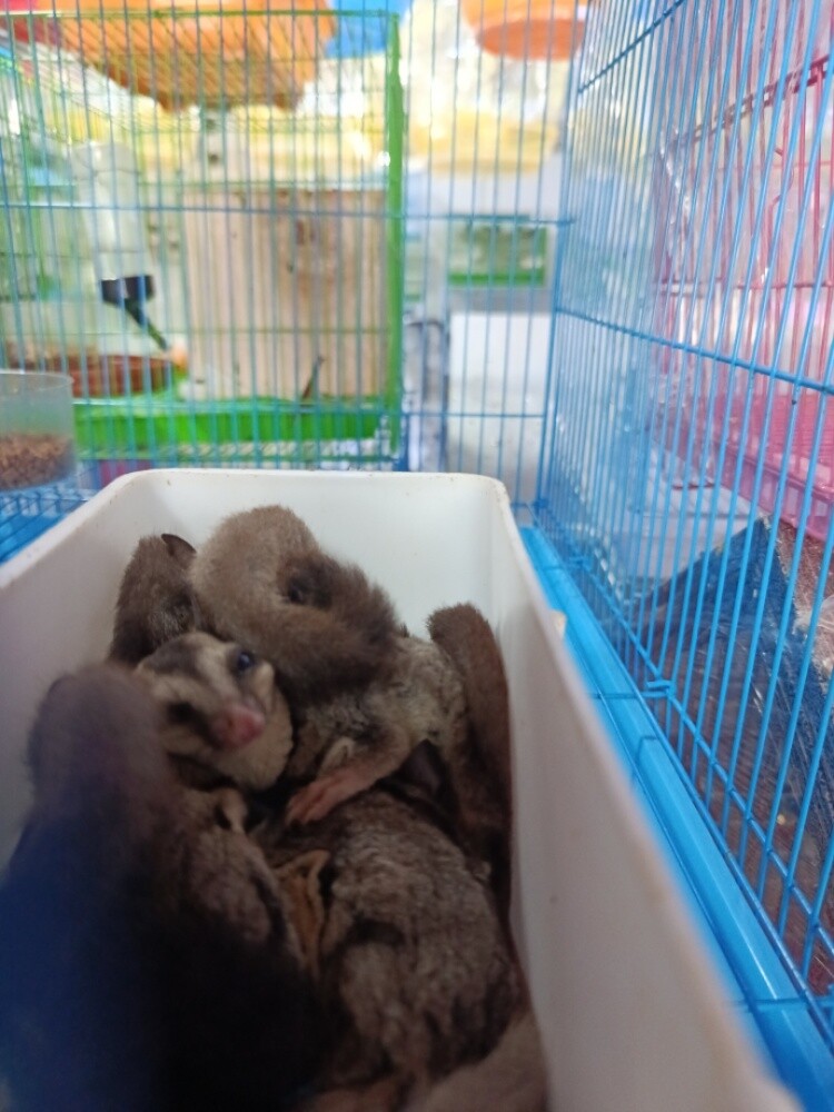 sugar glider normal - 1