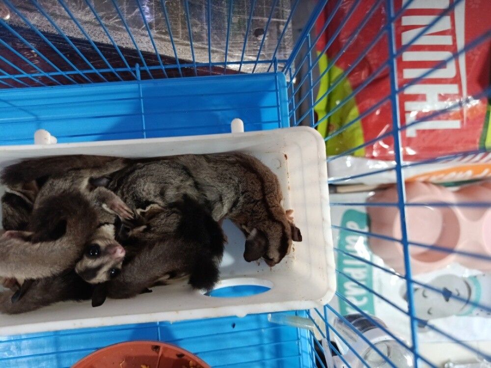 sugar glider normal - 2