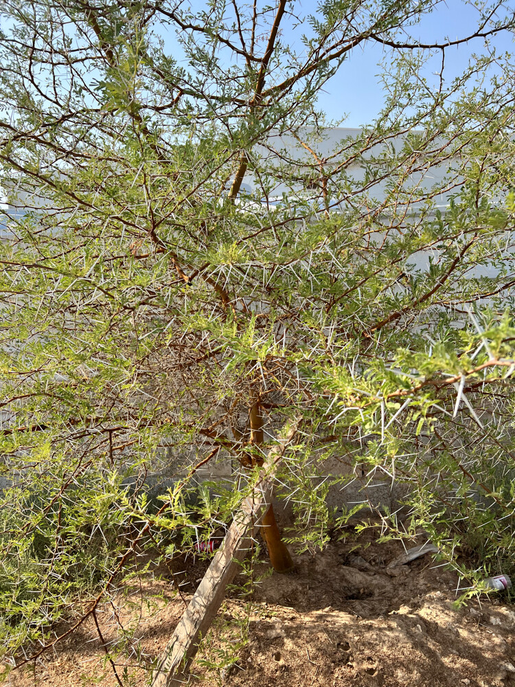 ازالة وقطع أشجار - 1