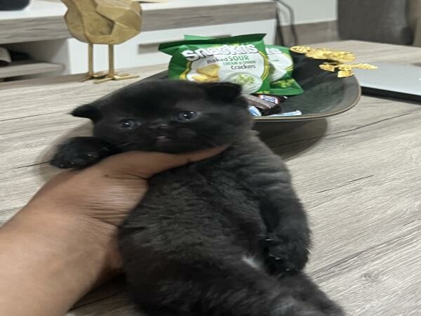 Scottish fold rare color - 3