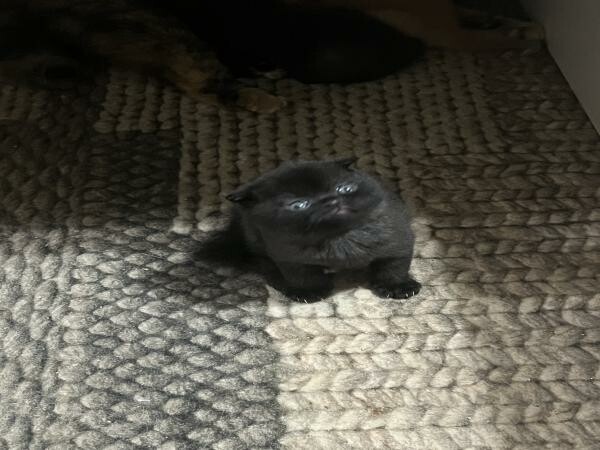 2 Scottish fold cats - 5