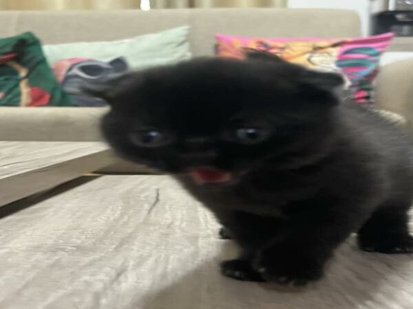 2 Scottish fold cats - 3