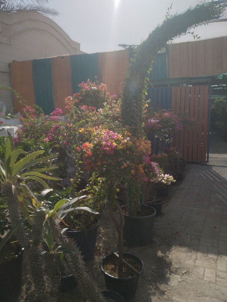 ديكورات حدايق - 5