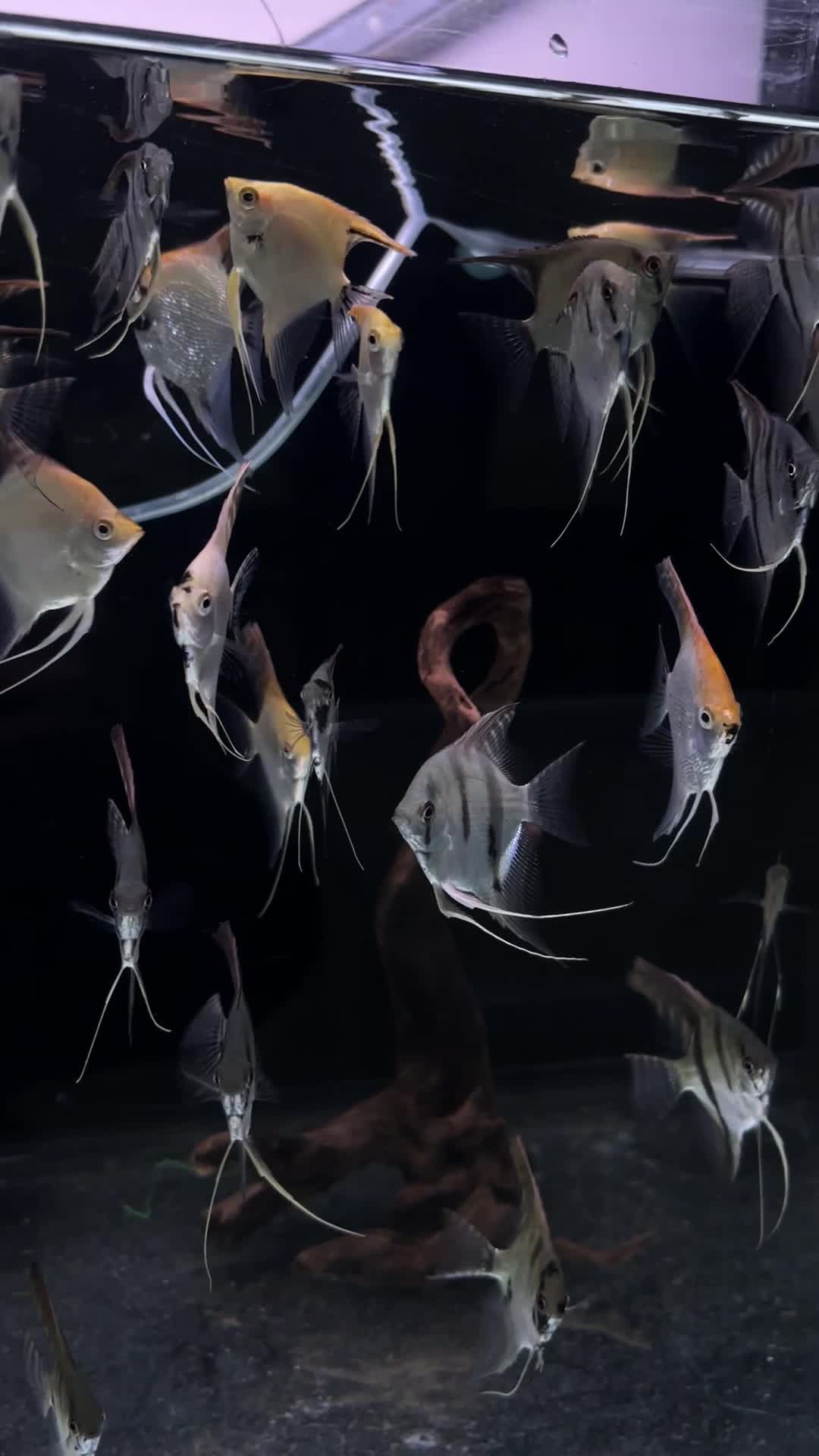 Angel fishes for sale - 1