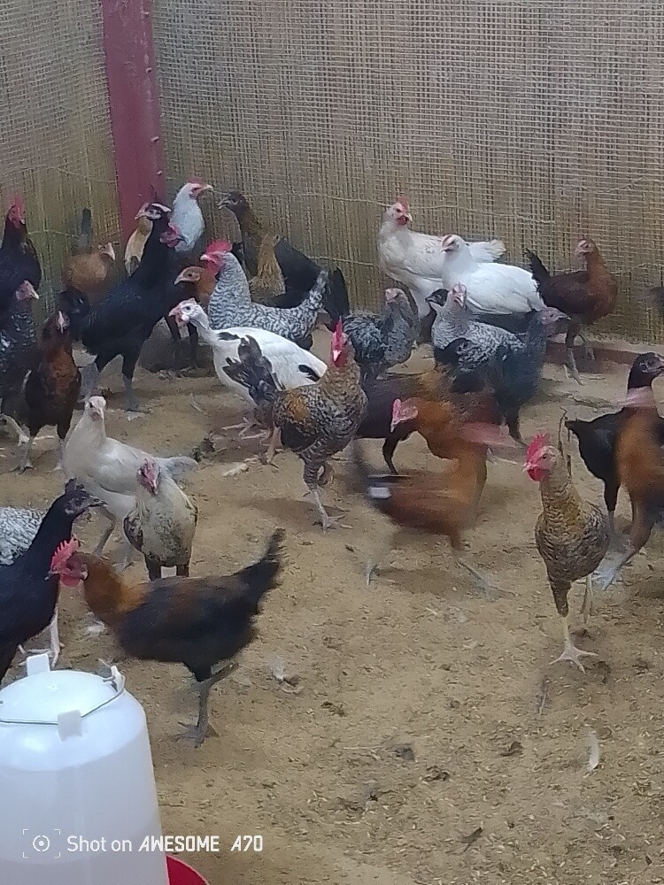 chicken - 2