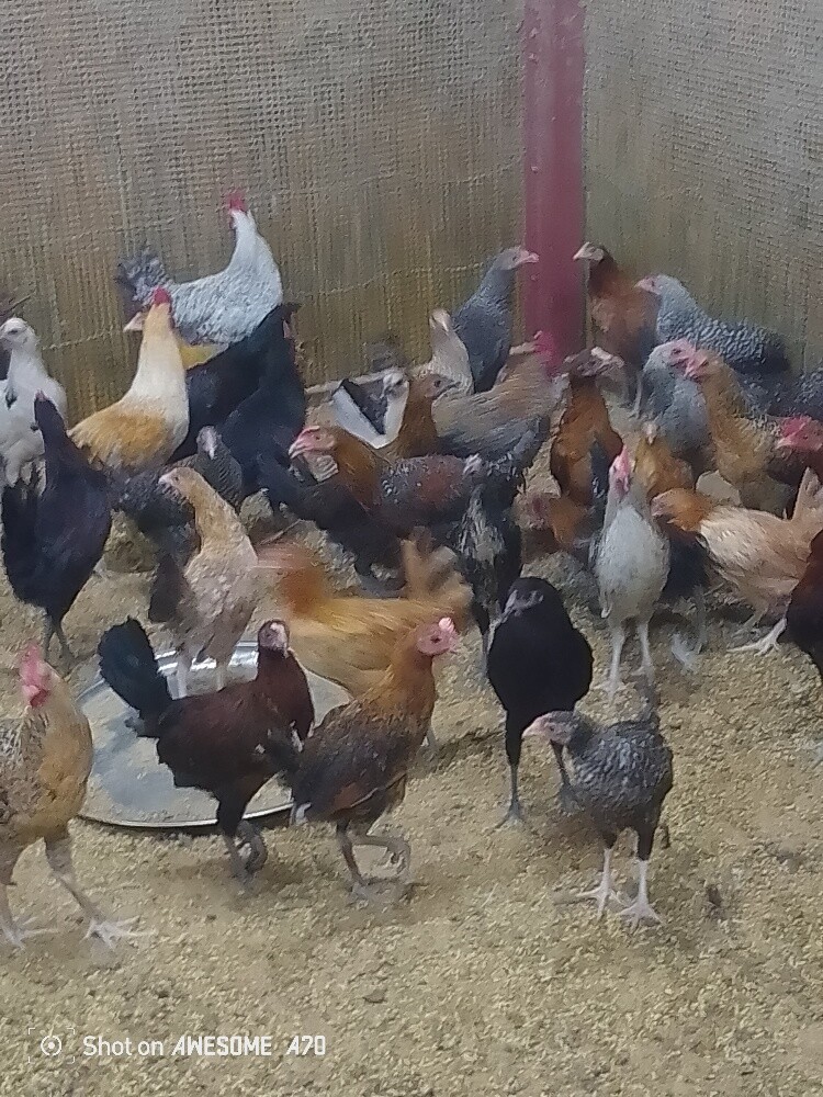 chicken - 1