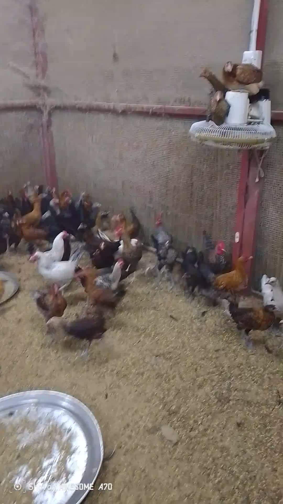 chicken - 4