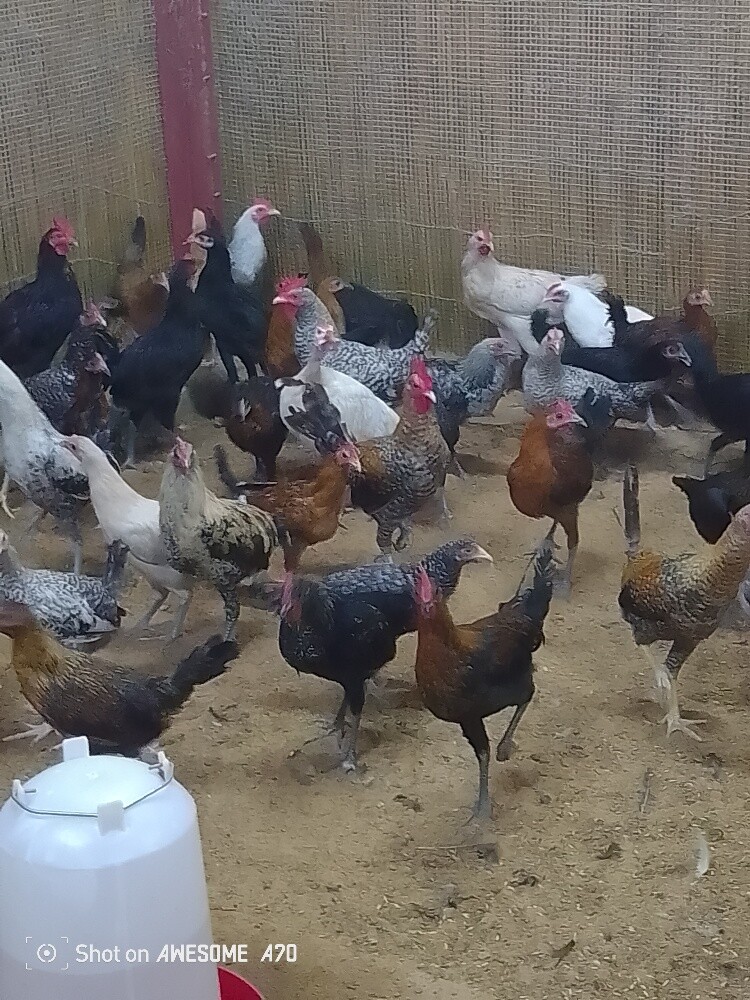 chicken - 3