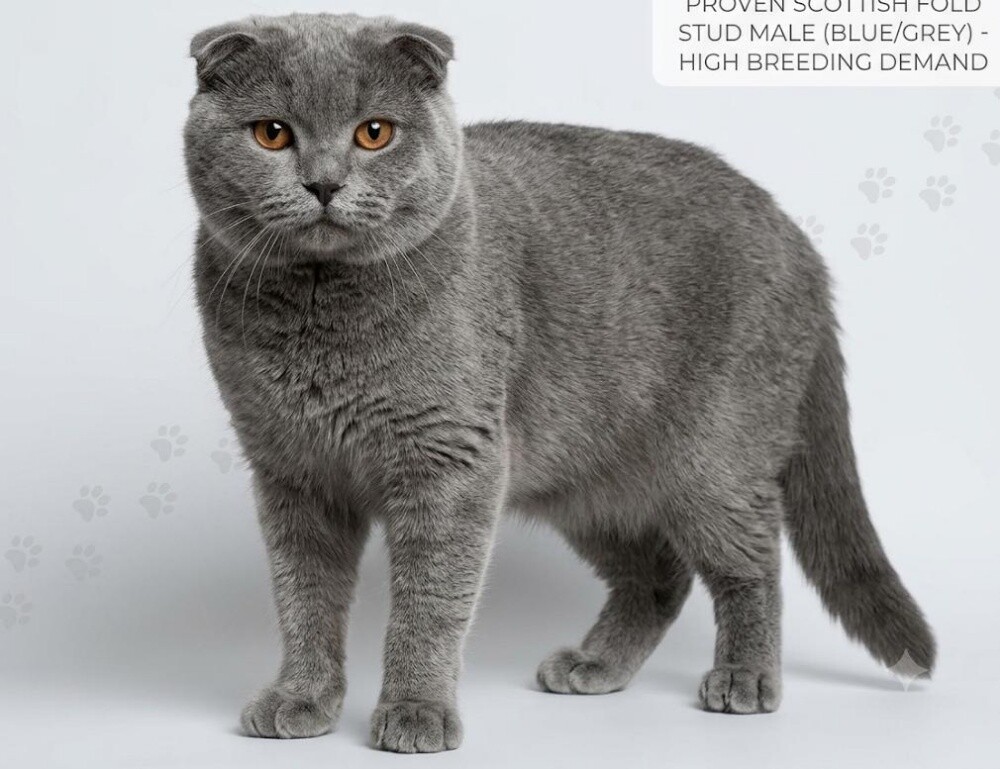 Female male Scottish British cat - 2