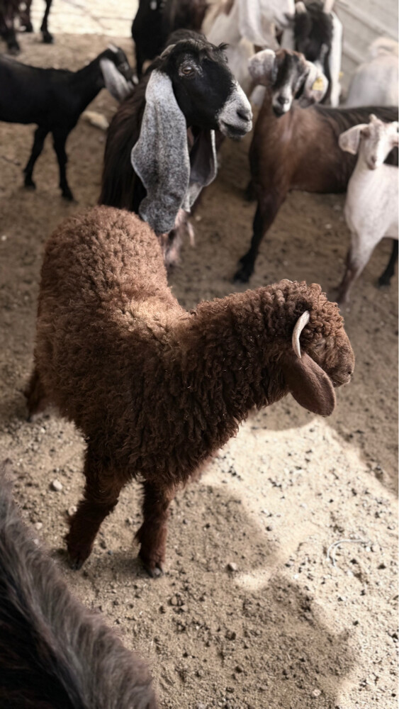 هرفي - 2