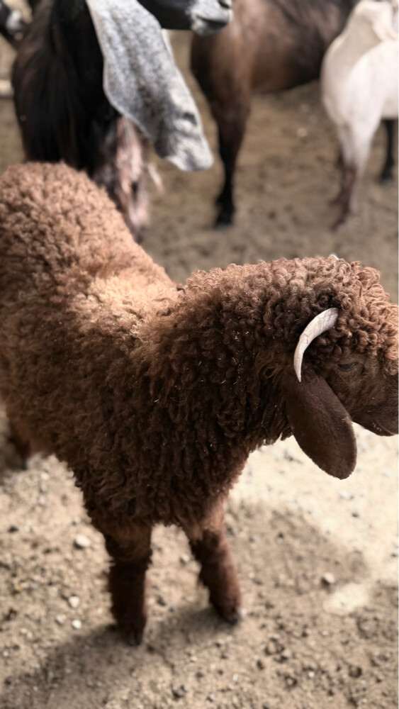 هرفي - 3