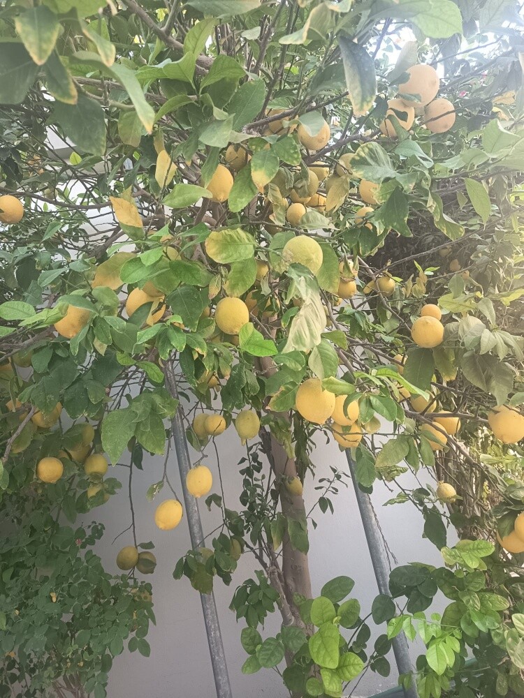 أشجار مثمره وزينه - 1